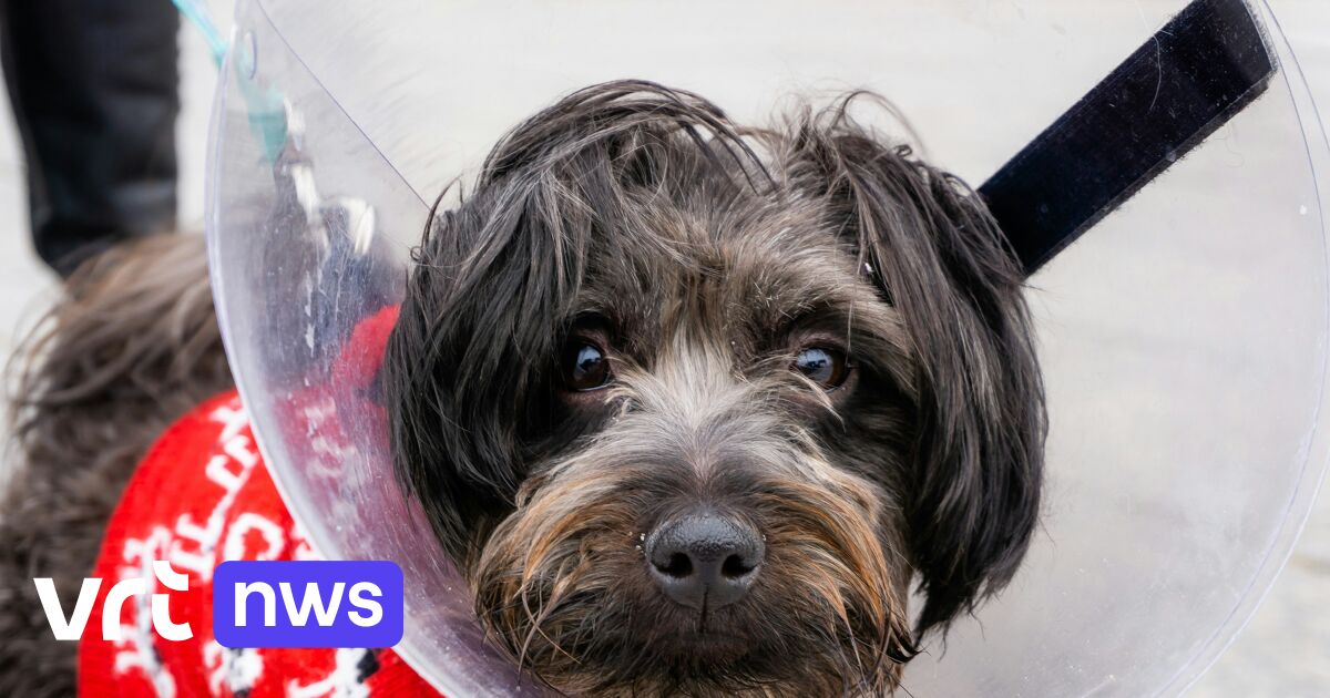 Gecastreerde zoogdieren leven gemiddeld 10 procent langer, toont onderzoek