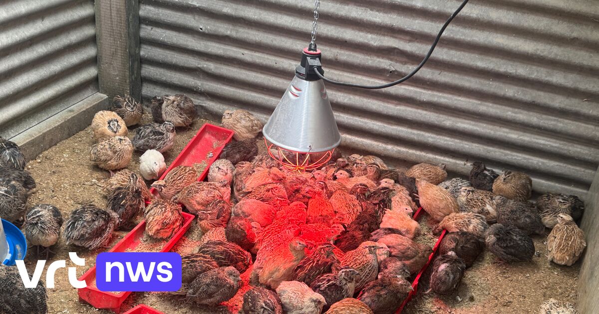 Natuurhulpcentrum Oudsbergen vangt 233 verwaarloosde dieren op na inbeslagname in Zuid-Limburg