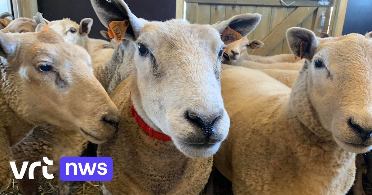 Asiel in Anderlecht zoekt thuis voor 27 schapen, maar strenge voorwaarden staan in de weg: 