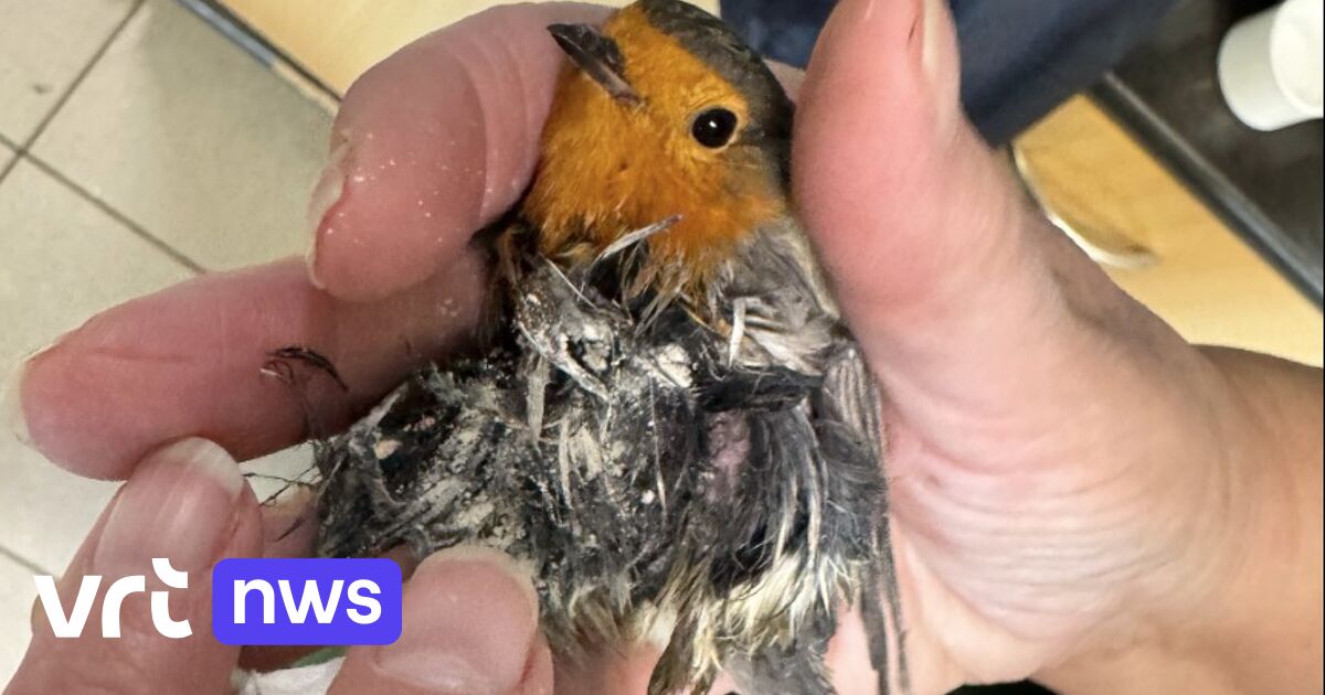 VOC Neteland in Herenthout waarschuwt: 