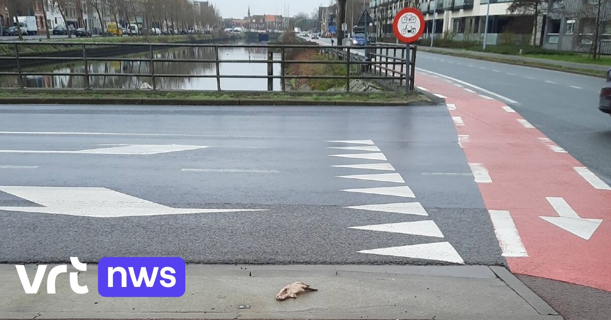 Kunstproject Roadkill in de regio Brugge vraagt aandacht voor dieren die sterven in het verkeer