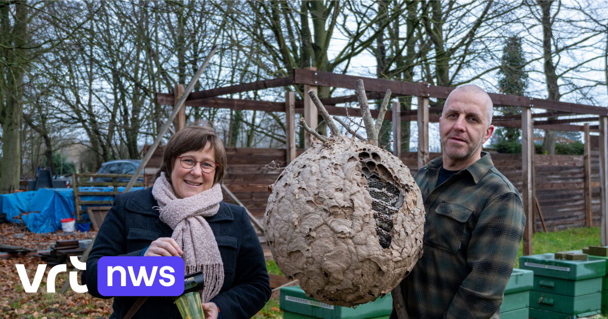 Berlaar trekt ten strijde tegen Aziatische hoornaar: 