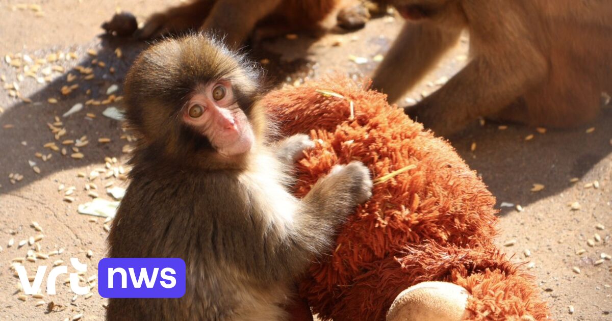 Wereldberoemde Punch lokt recordaantal bezoekers naar Japanse dierentuin | Nieuws