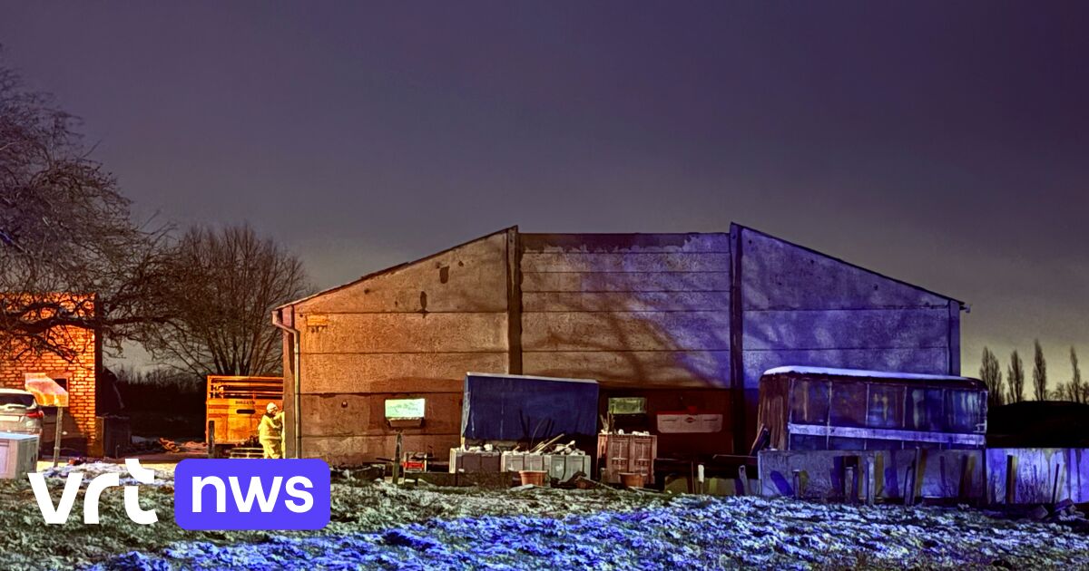 15 koeien geklemd nadat dak van boerderij instort in Moorsele: 3 koeien overleden, 12 gered