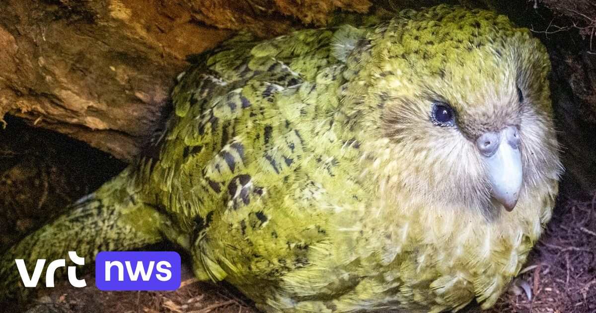 Valentijnswonder in Nieuw-Zeeland: voor het eerst weer kuiken van dikste papegaaiensoort die niet ka
