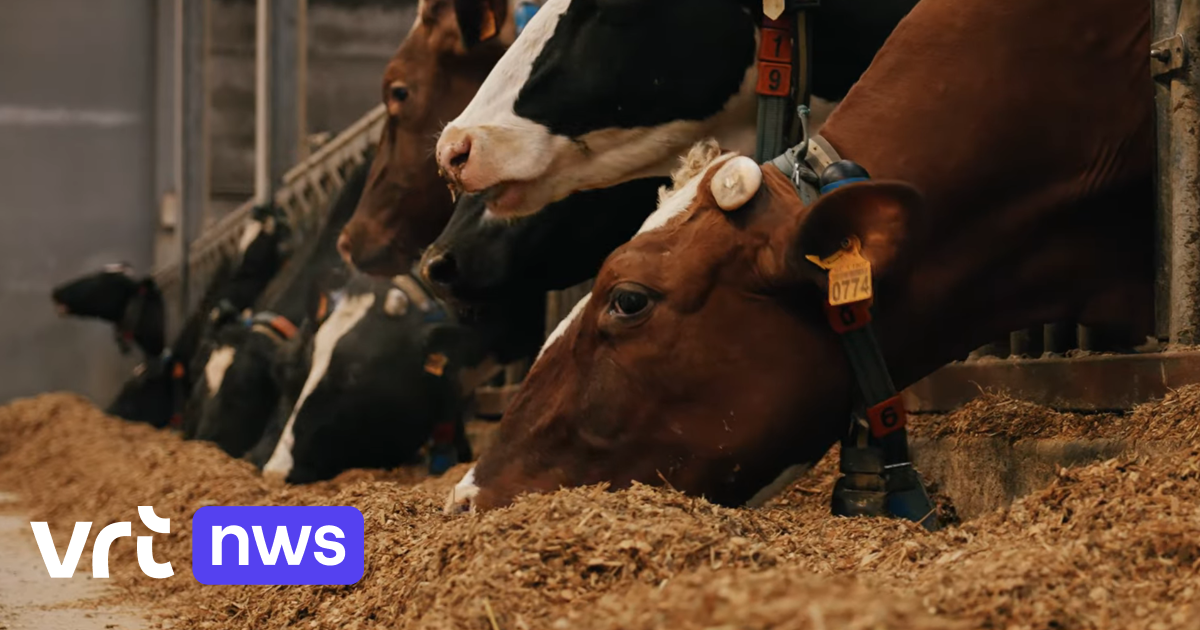 Melkveehouders uit Lierde, Herzele en Hasselt winnen duurzaamheidsprijs: 