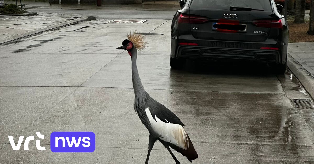 Opvallende gast strijkt neer in Kapelle-op-den-Bos: kraanvogel gespot in centrum van gemeente