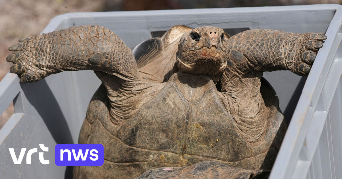 Na 150 jaar keert de reuzenschildpad terug naar Galapagoseiland Floreana