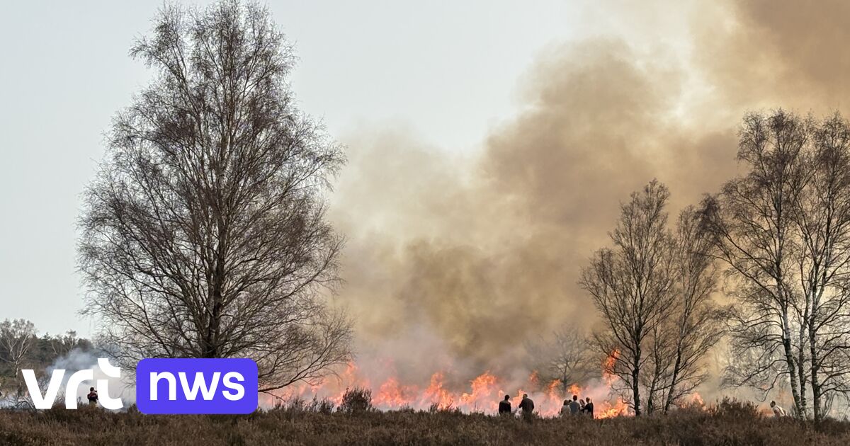 6,5 Hektar Naturgebiet bei Brand auf der Mechelse Heide zerstört
