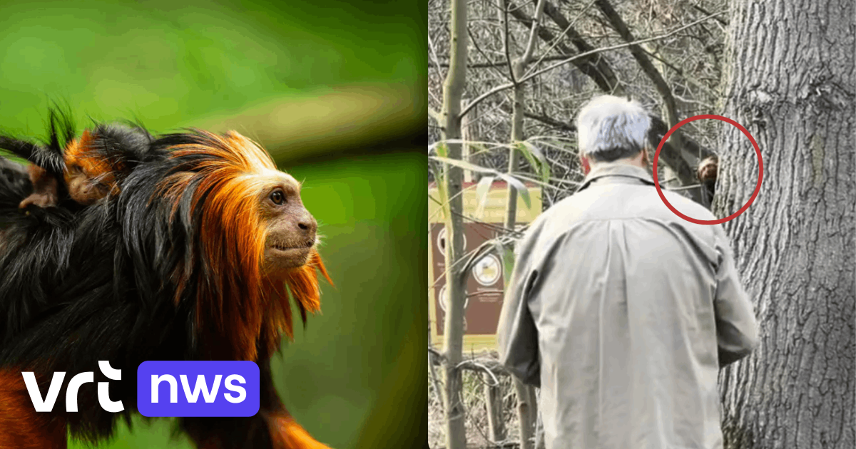 Goudkopleeuwaapje even ontsnapt in ZOO Planckendael: 