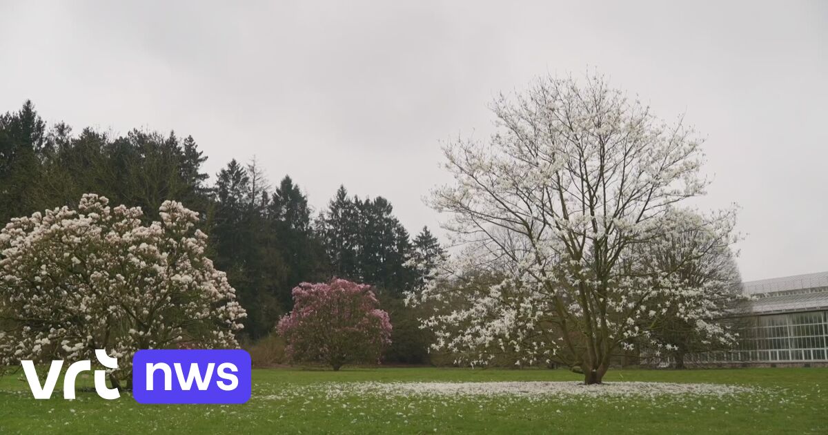 Die Magnolien im Pflanzengarten von Meise stehen in voller Blüte