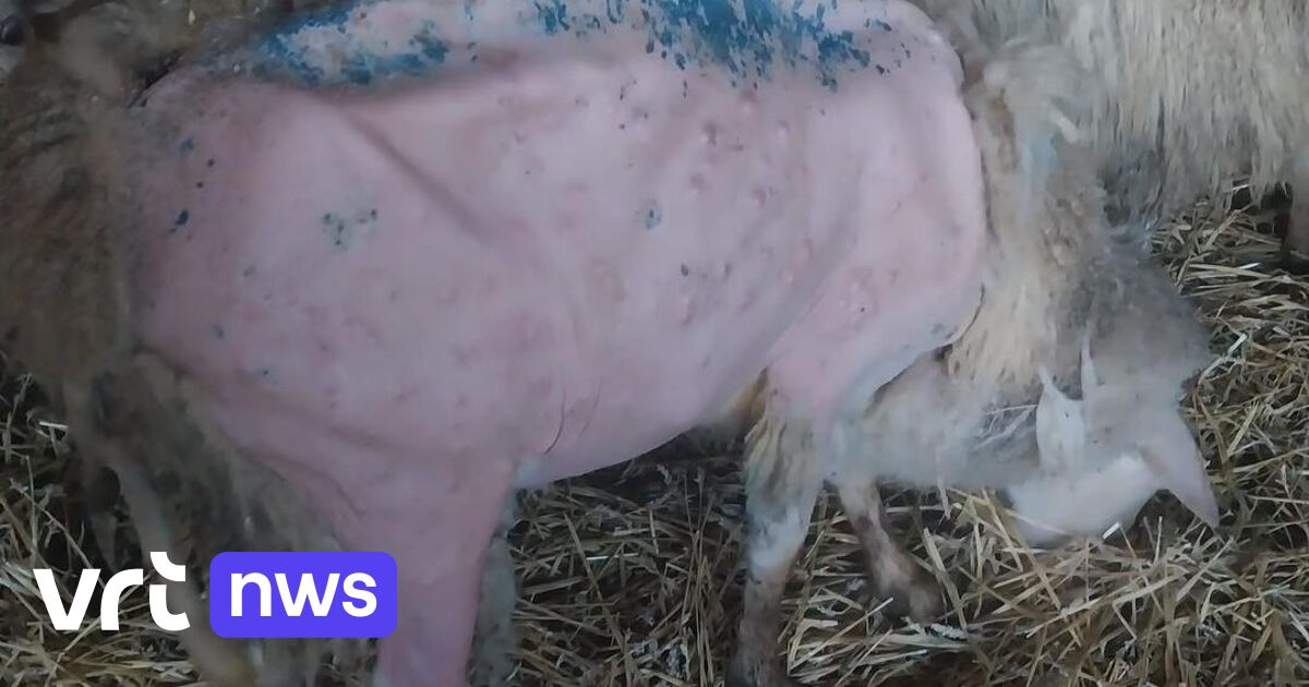 Verwaarloosde dieren in beslag genomen bij landbouwer in Herzele: 