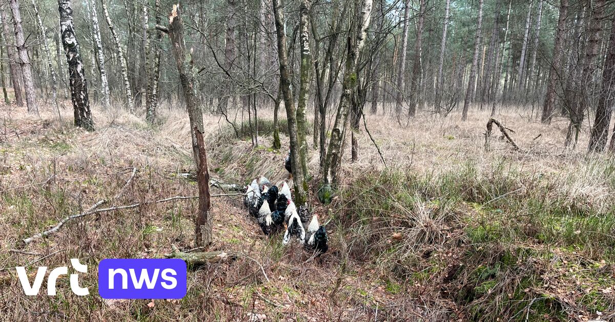 Tiental hanen gedumpt in bos in Hamont-Achel: 