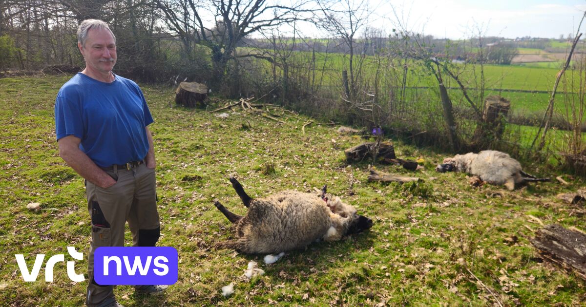 Eerste slachtoffers van wolf in Vlaamse Ardennen? 3 schapen doodgebeten