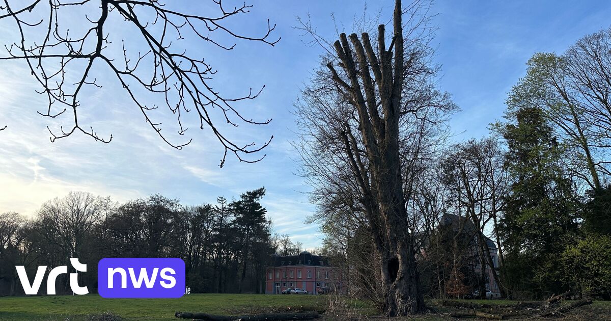 Heusden-Zolder beschermt 6 erfgoedbomen in Park Meylandt en Doherenpark