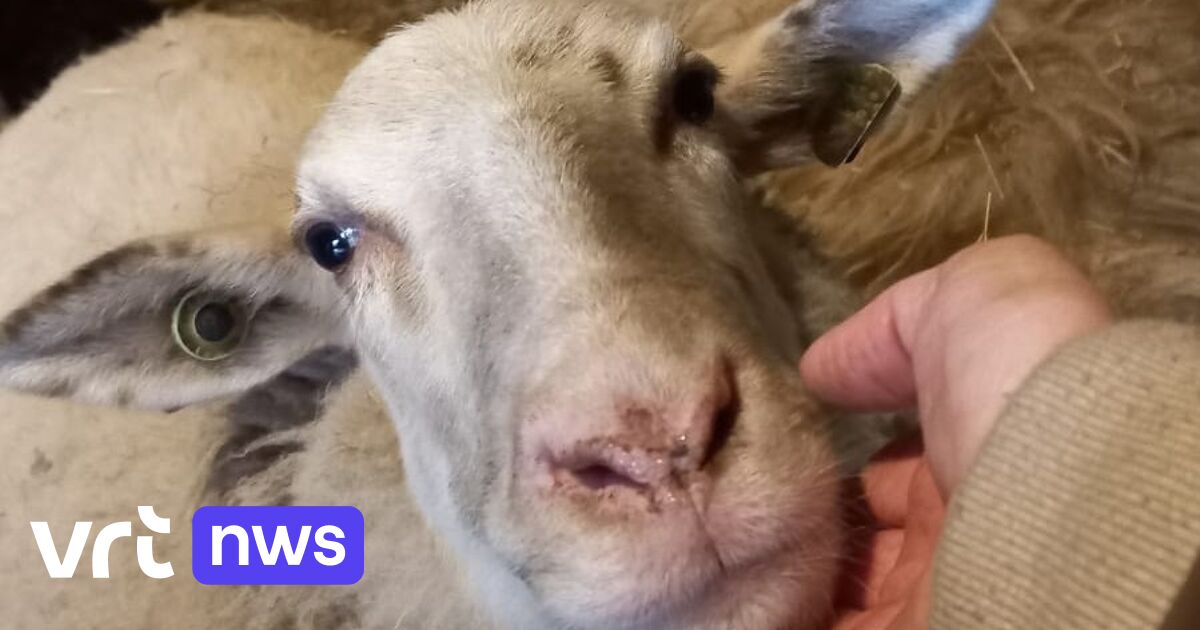 Schapen Openluchtmuseum Bokrijk mogen dit weekend weer buiten na besmetting met Q-koorts