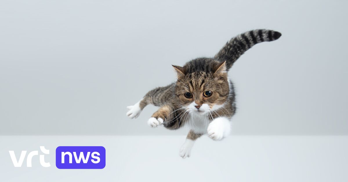 Why do cats always land on their feet? 