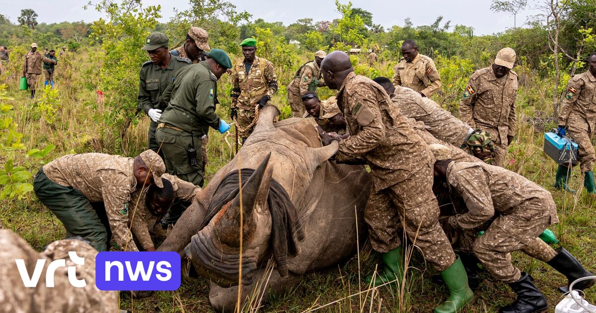 40 jaar nadat ze werden gestroopt: opnieuw witte neushoorns in Oegandees natuurpark