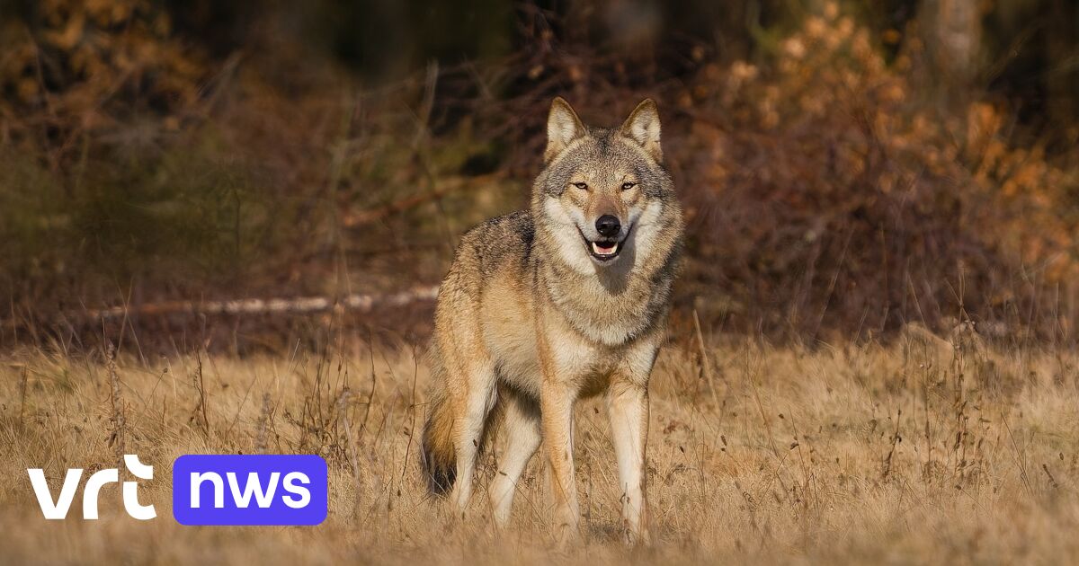 Na de dood van oerwolvin Noëlla: welk nut hebben wolven eigenlijk voor de Belgische natuur?