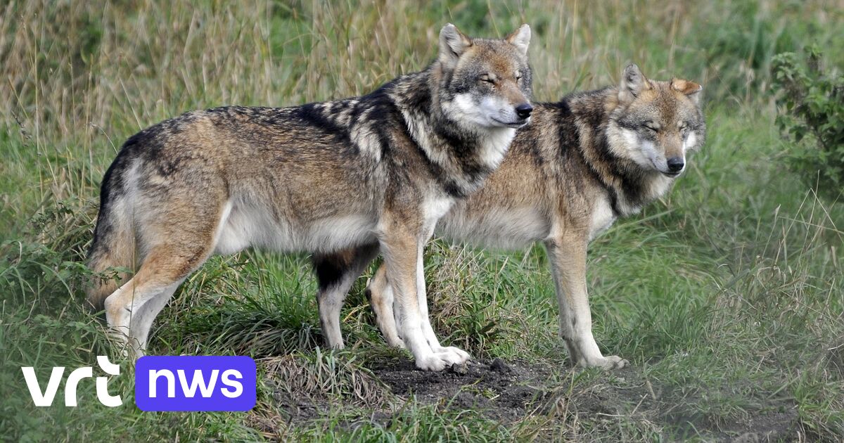 Duitsland laat jacht op wolven toe om vee te beschermen