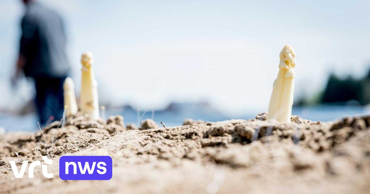 Asparagus on the Easter menu as Limburg harvest gets off to an early start