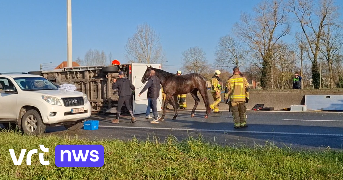 Trailer met paarden kantelt bij verkeersongeval in Kaprijke, dieren raken gewond