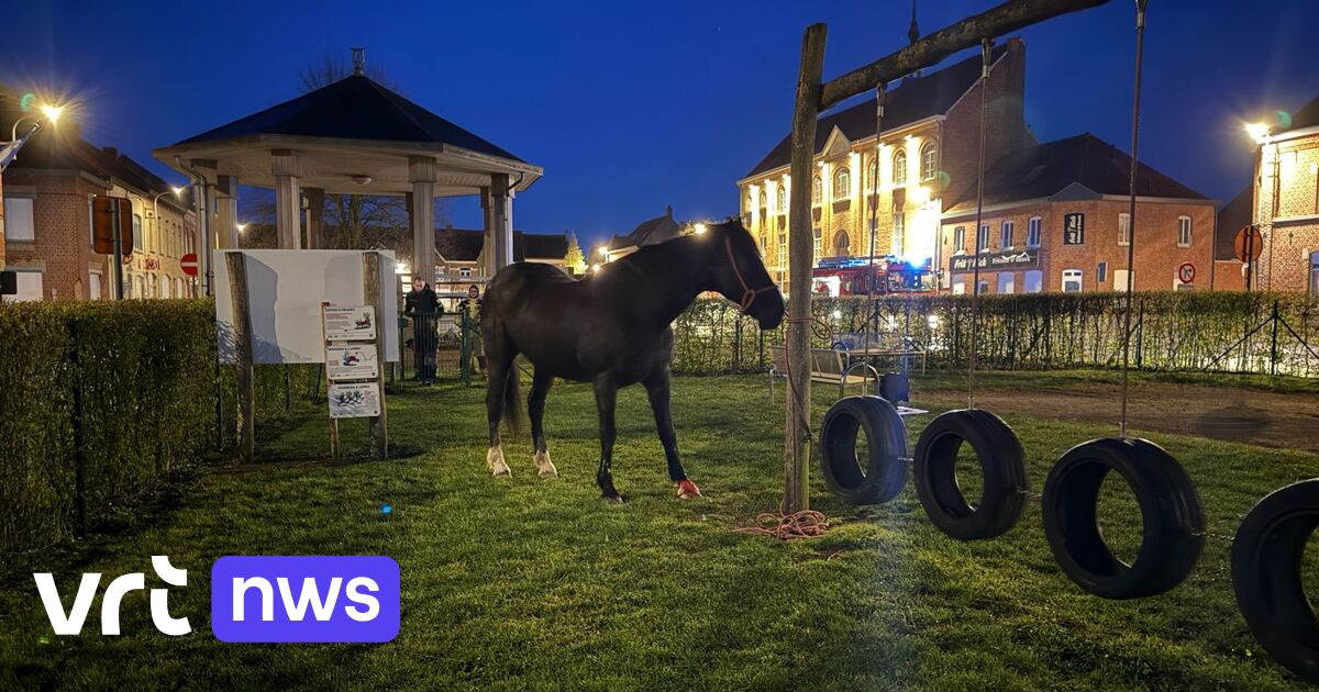 Ontsnapt paard belandt op marktplein van Mesen, eigenaar stomverbaasd