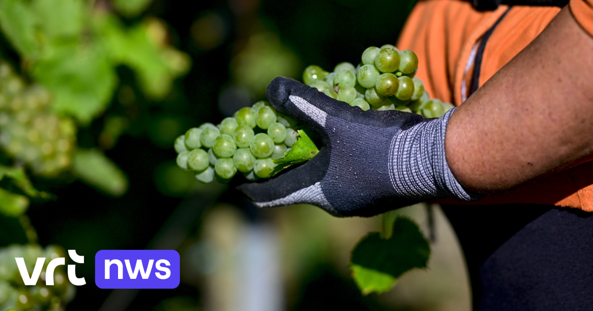 2025 was a record year for Belgian wine