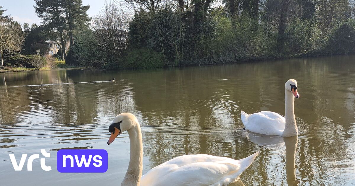 Zwanen zijn de nieuwe bewoners van kasteelvijver Wemmel