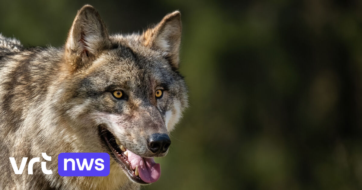 Vrouw in Hamburg aangevallen door wolf, politie kan dier vangen in stadscentrum