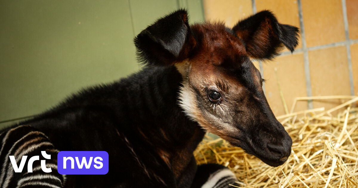 Okapi born at Antwerp Zoo | VRT NWS: news