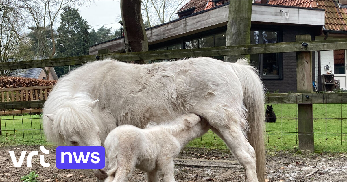 Toeval of aprilgrap? Voor de 3e keer wordt miniatuurpaard geboren op 1 april in Brasschaat