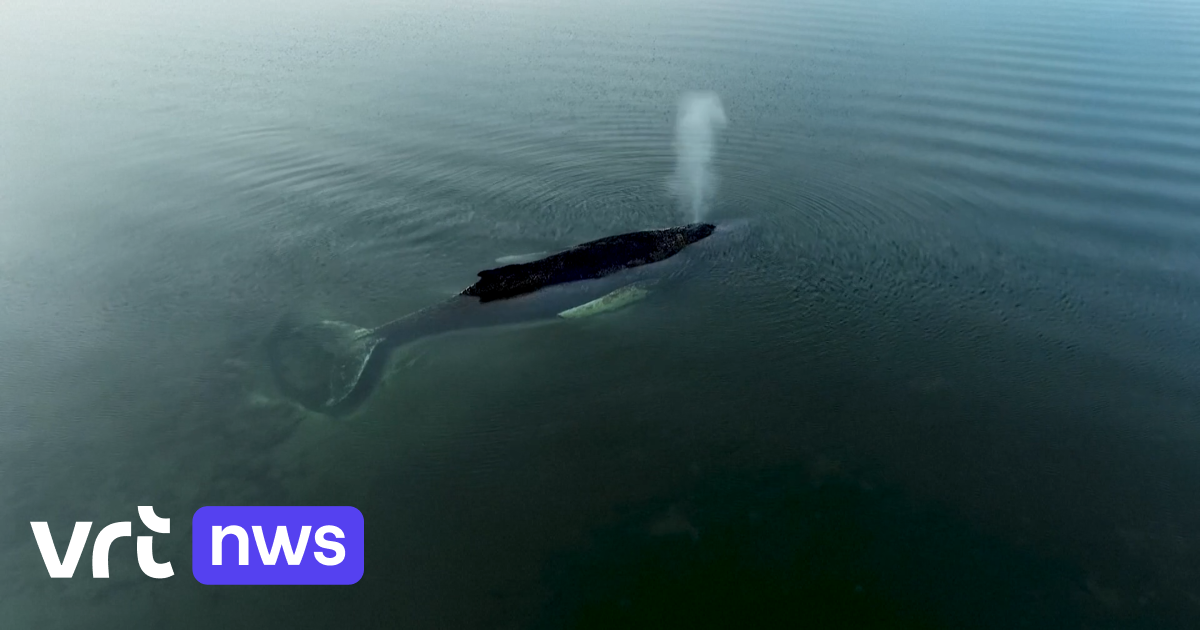 Nu 'Timmy' langzaam sterft voor kust van Duitsland: hoe ver kunnen of moeten mensen gaan om gestrand