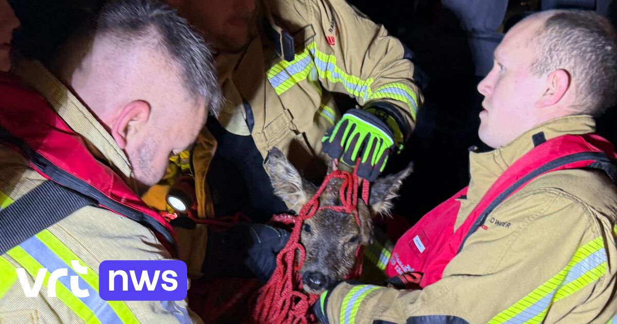 Brandweer Ieper redt uitgeputte reebok uit kanaal Ieper-IJzer na urenlange zoektocht in het donker