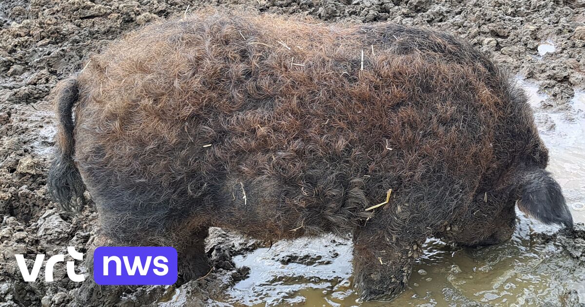 Dierenasiel Kaggevinne zoekt adoptiegezinnen voor wolvarkens van drugslabo in Bekkevoort: 