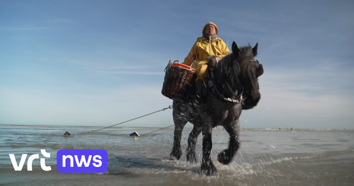 A Oostduinkerke, la saison des pêcheurs de crevettes à cheval est lancée