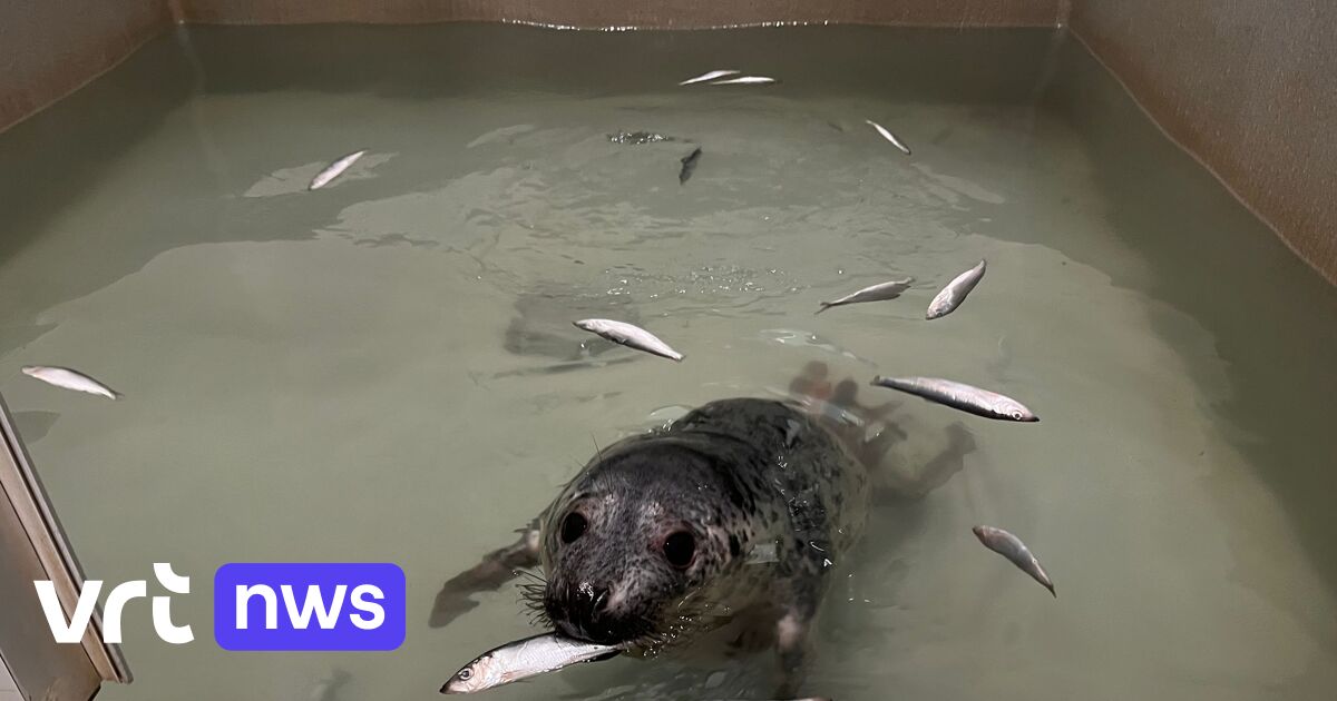 Opvallend meer zeehondjes met bijtwonden: 