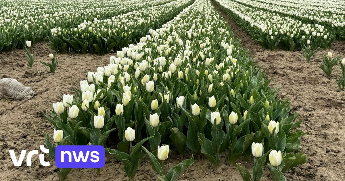Parkeerverbod aan tulpenvelden van Sint-Gillis-Waas, te enthousiaste bezoekers blokkeren de toegang 