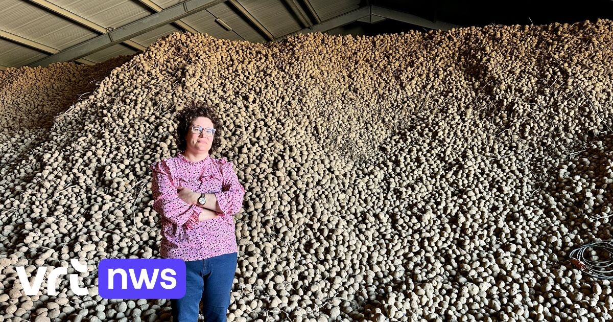 Herstappe Mayor stuck with 2.5 million kilos of chip potatoes that nobody wants
