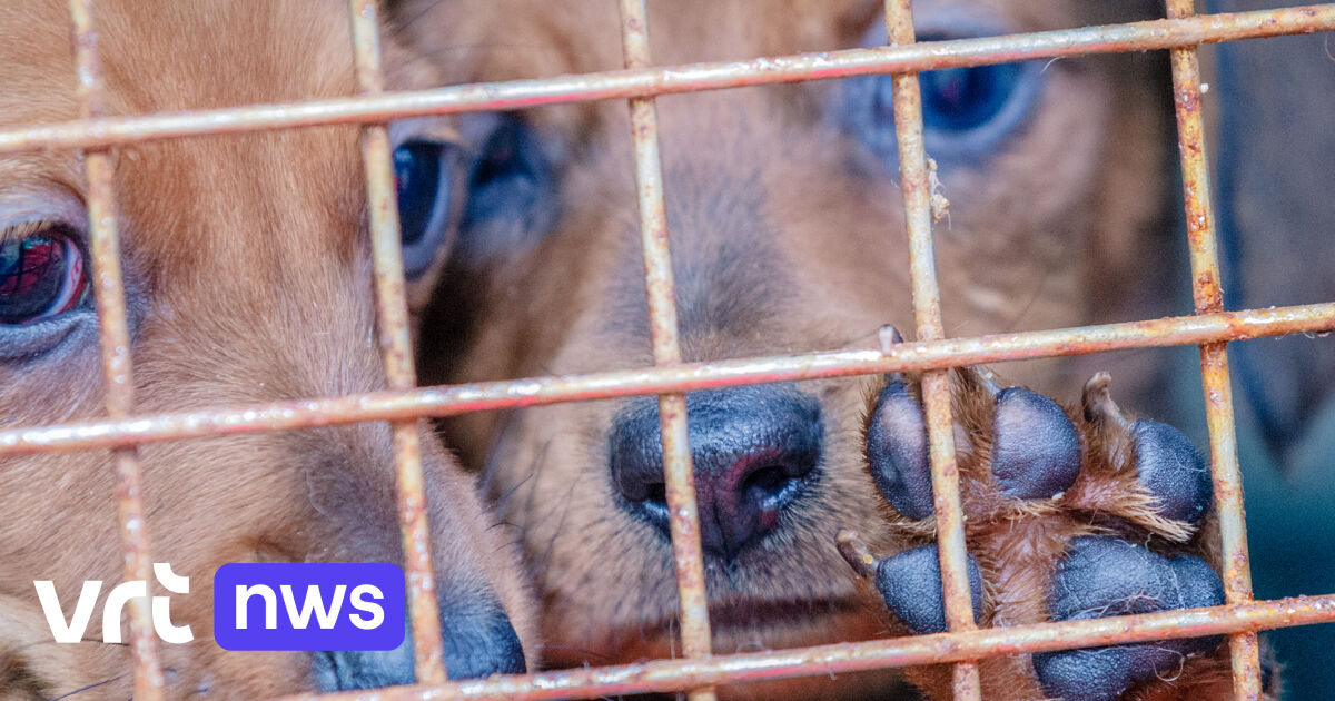 Vorig jaar werden meer dan 6.500 dieren in beslag genomen in Vlaanderen: 