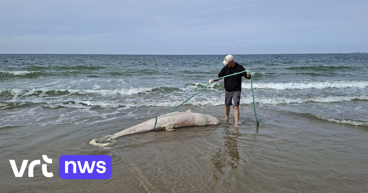 Zeldzame witte dolfijn aangespoeld in Zeeland, wellicht zelfde dier dat voor onze kust zwom