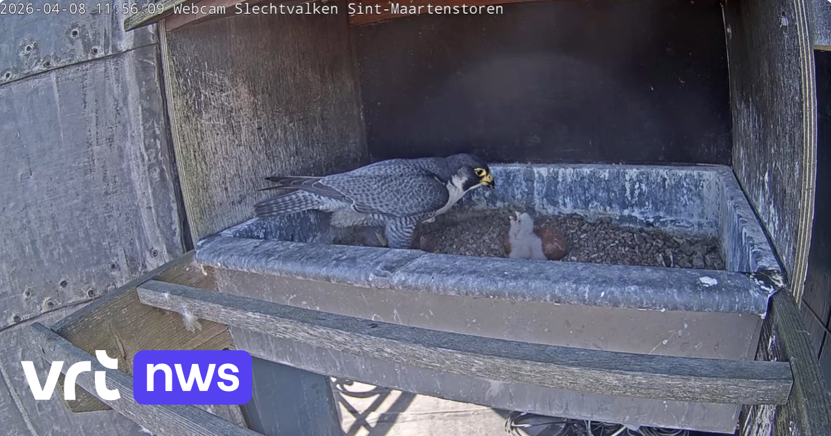 After disappointing breeding seasons: 2 peregrine falcon chicks born at Sint-Maartenskerk in Kortrijk, possibly 2 more on the way