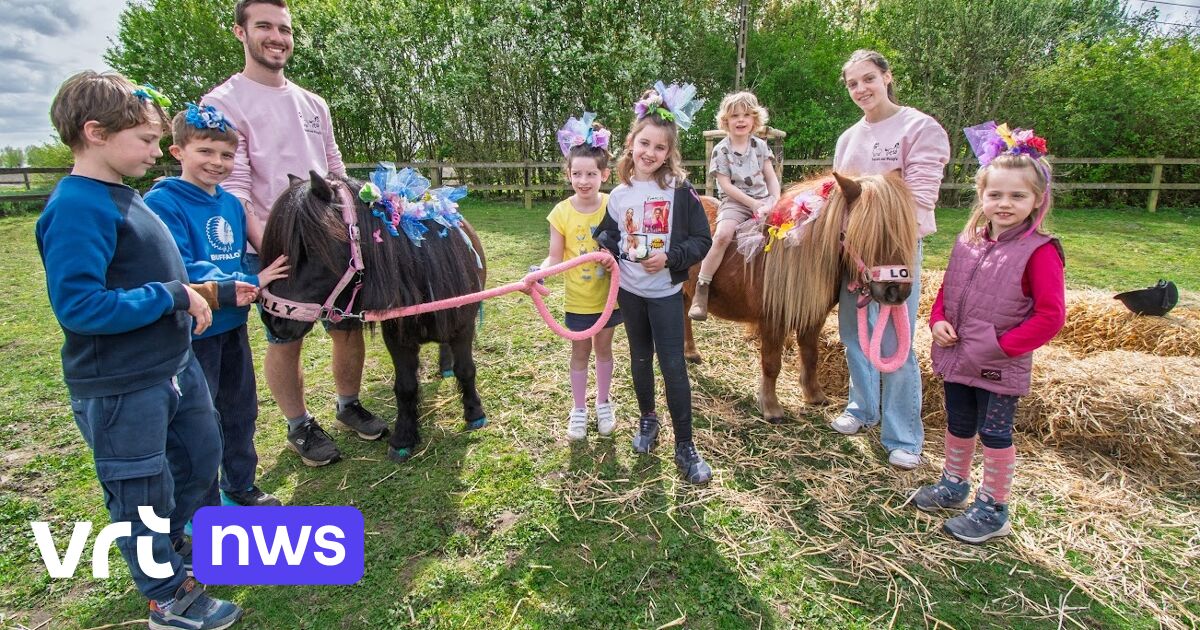 Children in Oostkamp give ponies crazy hairstyles during alpaca and pony camp