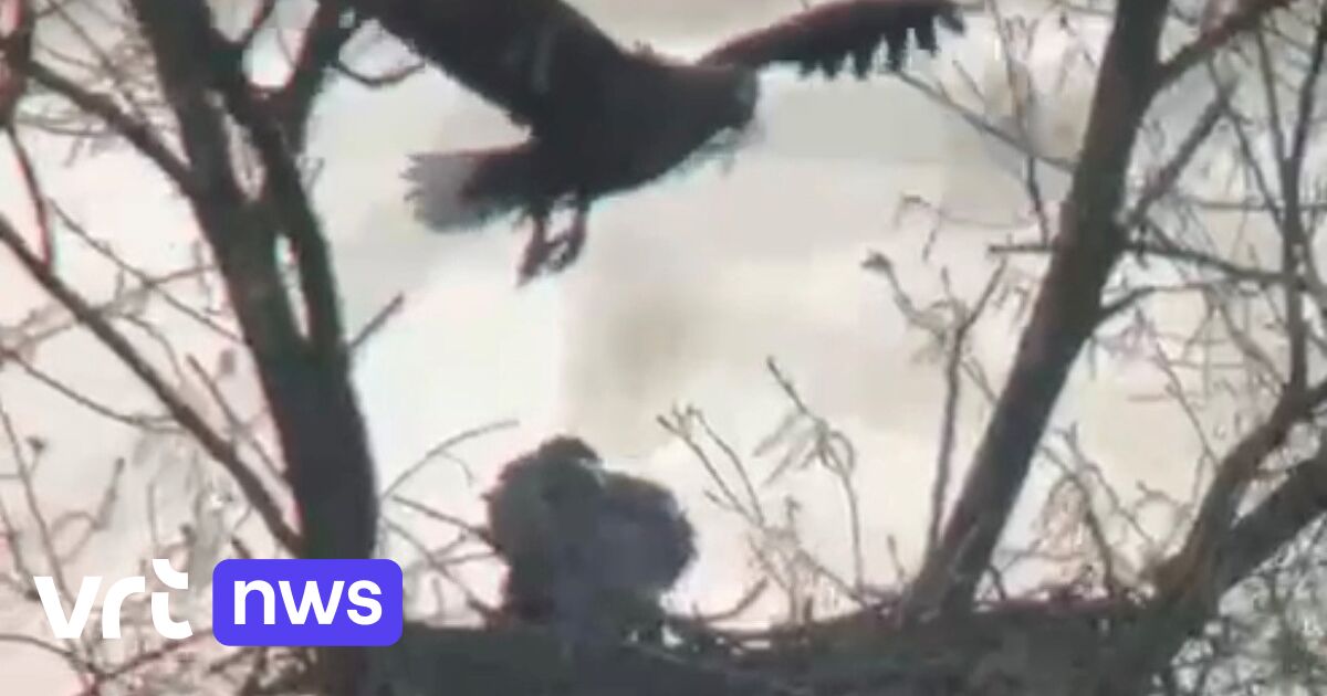 New sea eagle born in De Blankaart in Diksmuide