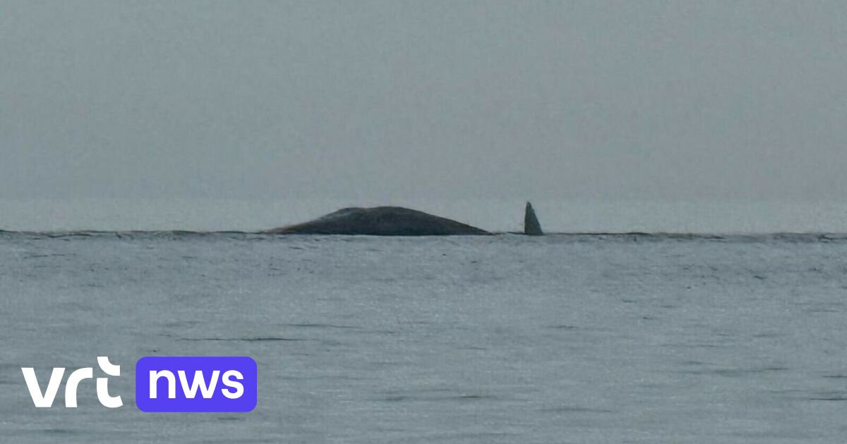 Potvis van 15 meter aangespoeld in Nederland, dier is inmiddels overleden