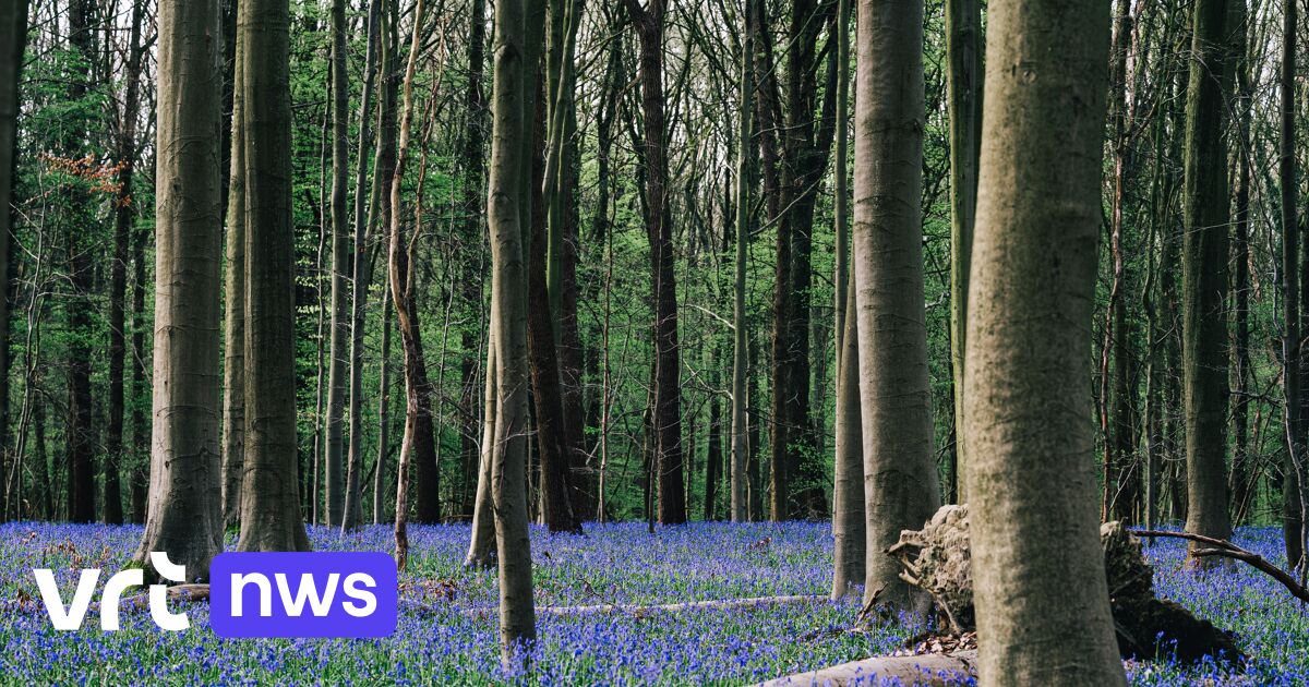 Awesome start to hyacinth festival in Halle Wood