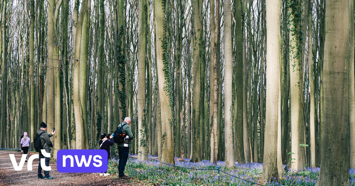 First weekend of hyacinth festival in Halle goes smoothly: 'Parking full, but everything calm'