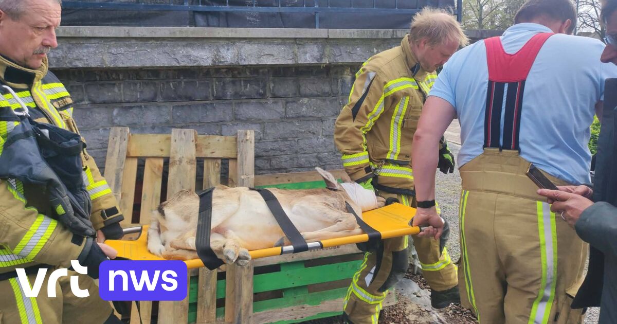 4 damherten gered uit kruipkelder in Geraardsbergen: dierenarts verdooft dieren met luchtdrukgeweer