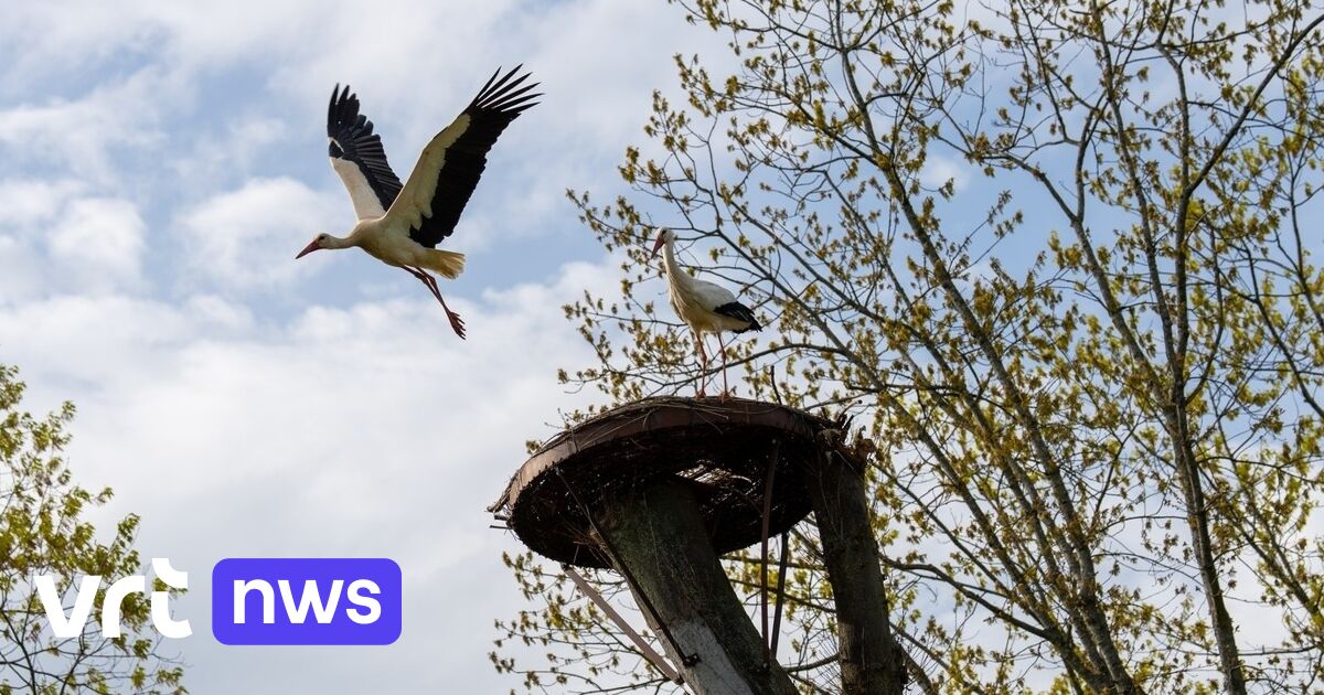 Ooievaarskoppel in Park Schoonhoven weggevlucht? 