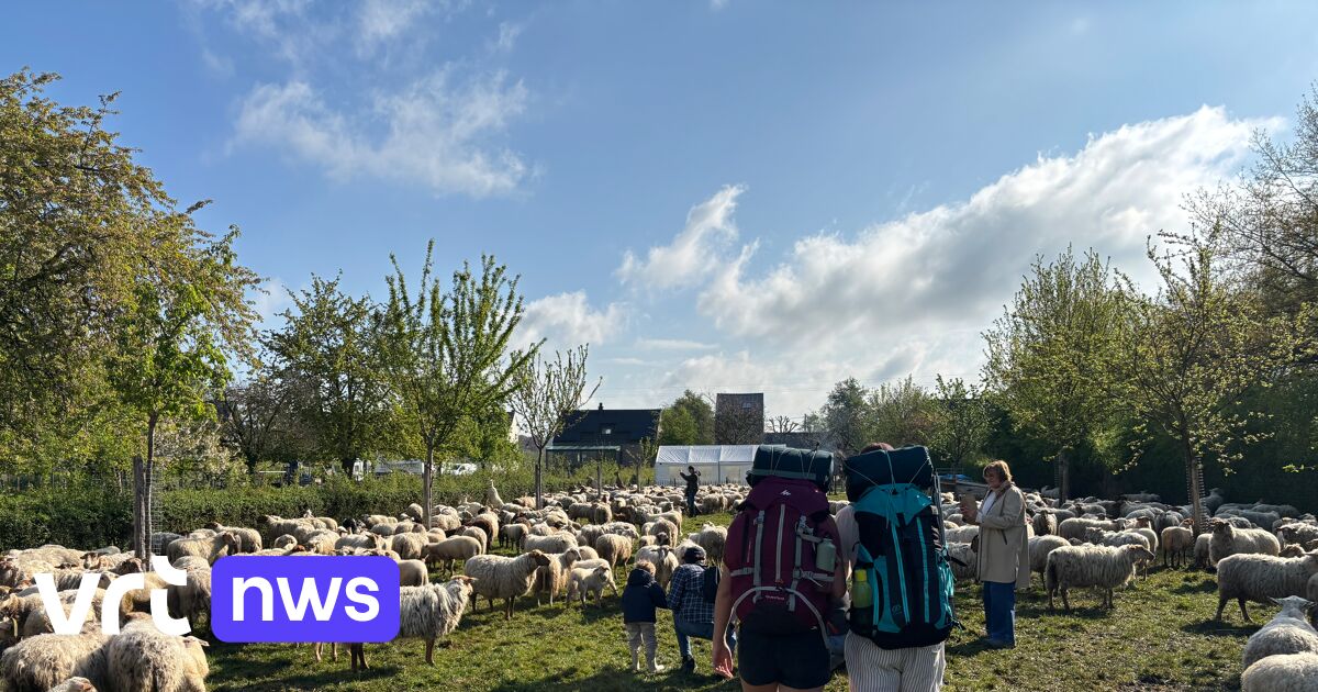More than 100 hikers accompany 800 sheep on trek through Voerstreek to summer pastures